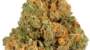 Jack Herer | Sativa