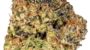 Purple Punch | Hybrid