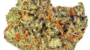 Sundae Driver | Hybrid